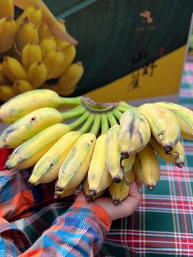 五指山野生芭蕉4斤送半斤约18个