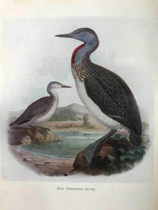 1911年 闲谈鸟类 8幅彩色20幅黑白插图 漆布精装32开 商品图11