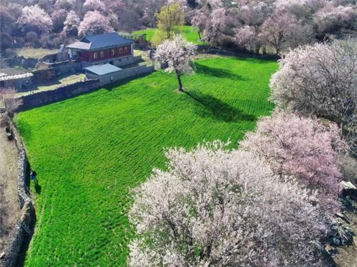 【大美林芝7日】林芝桃花+波密桃花+索松村+然乌湖+来古冰川+巴松措+羊卓雍措7日 商品图8