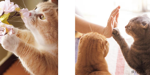 Cat Hands ねこのおてて / 猫爪 商品图4