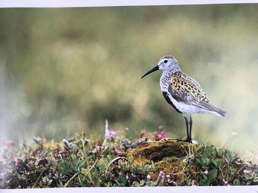 北美鸟类图集 约百幅彩色插图 精装8开 商品图12