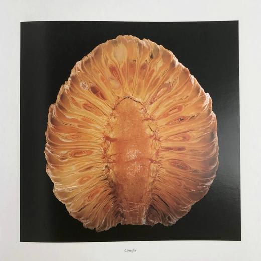 古代微观世界图集 百余幅彩色插图 精装大16开 商品图5