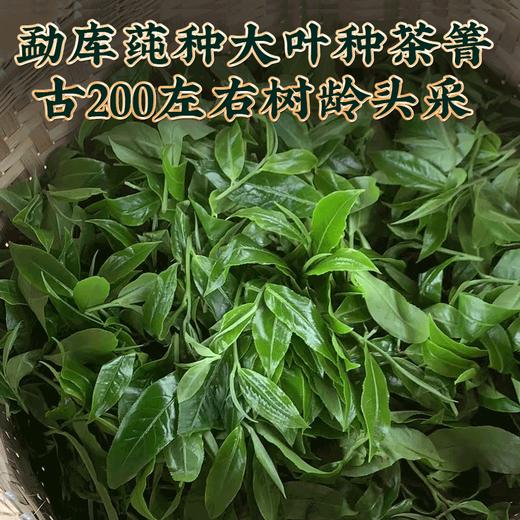 2023春茶 吉顺号古200大雪山普洱茶生茶饼古树生普茶叶357克/饼 商品图3
