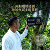 【兔年生肖饼-茶王树】2023年头春茶易武202号茶王树古800普洱生茶357g饼茶 商品缩略图4