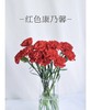 【国产康乃馨】  红色 18-20枝 商品缩略图3