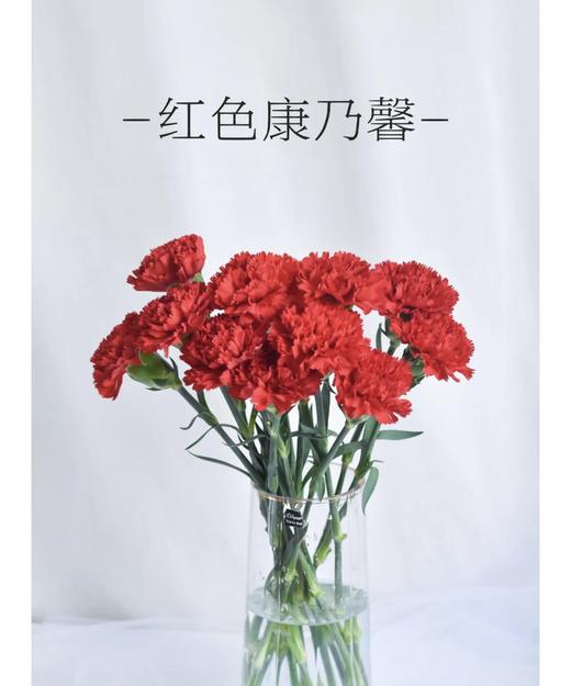 【国产康乃馨】  红色 18-20枝 商品图3