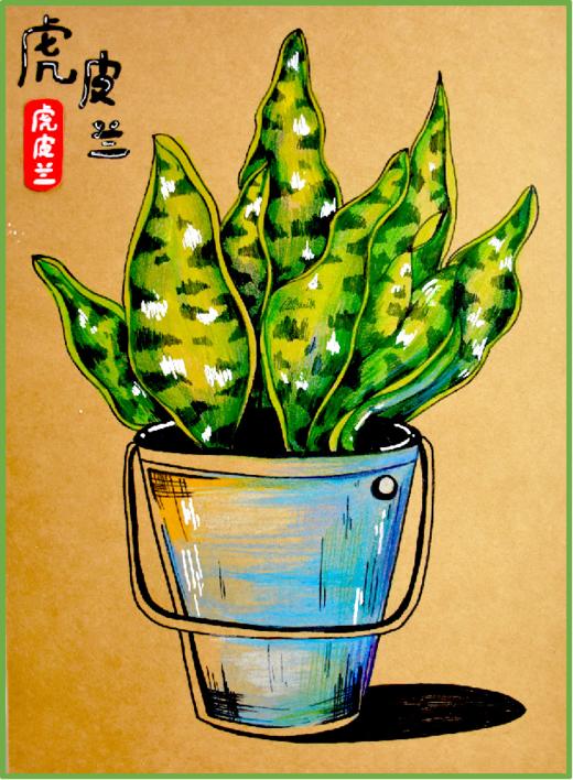 《一盆美丽的虎皮兰》【自动发货：下单后，点击手机短信中收到的链接，即可获取文件下载的链接；如有任何问题，可添加客服微信hm33268获得帮助】 商品图0