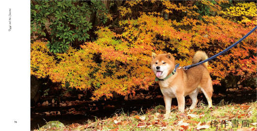 Shiba Inu Ryuji / 柴犬摄影   柴犬りゅうじ 商品图4