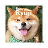 Shiba Inu Ryuji / 柴犬摄影   柴犬りゅうじ 商品缩略图0