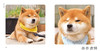 Shiba Inu Ryuji / 柴犬摄影   柴犬りゅうじ 商品缩略图3