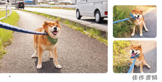 Shiba Inu Ryuji / 柴犬摄影   柴犬りゅうじ 商品图2