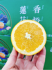 莲花香橙一箱 商品缩略图2