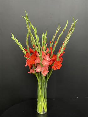 同城甄选花卉唐菖蒲剑兰步步高鲜切花合集