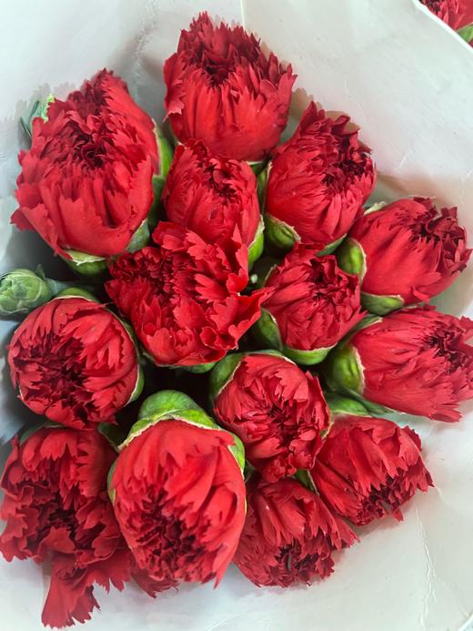 【国产康乃馨】  红色 18-20枝 商品图4