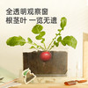 mideer弥鹿阳光房种植儿童太阳能种菜玩具植物观察窗盒科学小实验 商品缩略图1