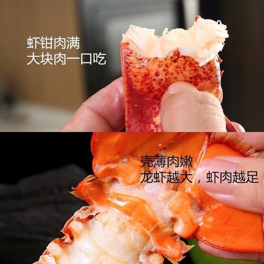1kg～1.5kg左右／只波士顿龙虾干冰波龙【2E3下-14】 商品图3
