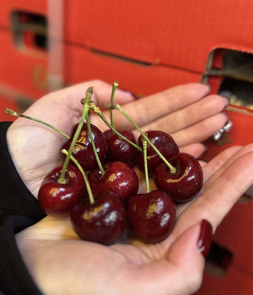 周三取货：【铁塔拉宾斯2J车厘子】一箱毛重4.4斤左右，硬度高，爽脆，鲜甜！