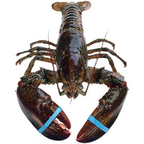 1kg～1.5kg左右／只波士顿龙虾干冰波龙【2E3下-14】