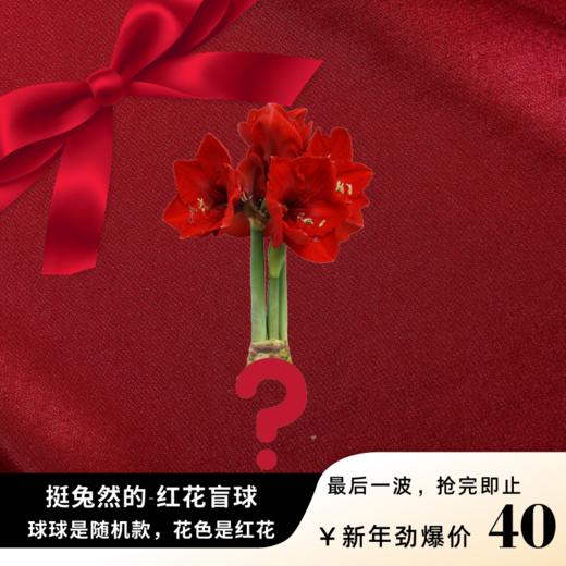 新年快乐！！新年福利蜡球 红花蜡球随机发 商品图0