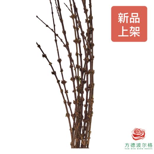 寸寸金-70CM 10枝一扎 商品图0