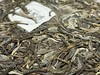 2022春 单株惊鸿  单株采摘 单株制作  老曼娥甜茶 200克/饼 商品缩略图6