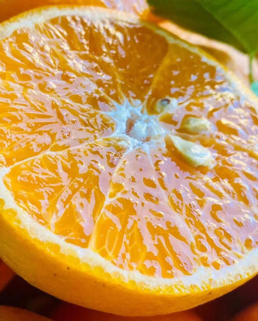 红美人果冻橙大礼盒4.2公斤左右 商品图5