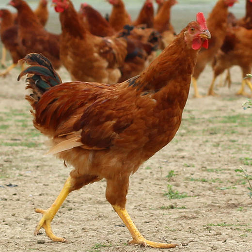 老母鸡+童子鸡各1只  味纯至臻 煲汤优选  商品图8