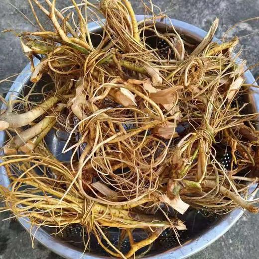 野生牛奶根 | 浓浓牛奶味  煲汤极佳｜合作生产 * Wild milk root 商品图1