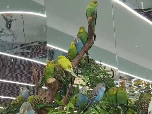 河南自博 | 河南自然博物馆科普基地——Birdman训练营 商品图1