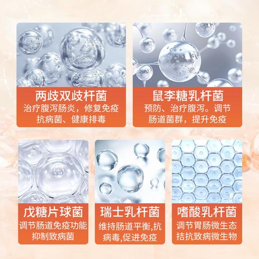 【养护肠胃！两瓶立减20元】日本原装进囗，200亿益生精粹，平衡箘群 修护肠道 排毐抗箘，控制消化“刚刚好”！减少热量摄入、排便稳定、抗糖抗油脂、消除顽固脂肪 商品图4