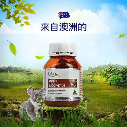 澳洲 Brand布兰德考拉按树硬糖 100g/瓶 布兰德尤加利肺清 商品图2