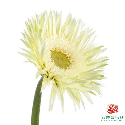 非洲菊 XS 爆炸头白夜 10枝一扎 商品图3