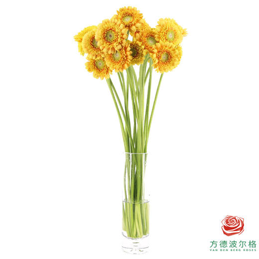 非洲菊 XS 重瓣柠檬泡泡 10枝一扎 商品图4