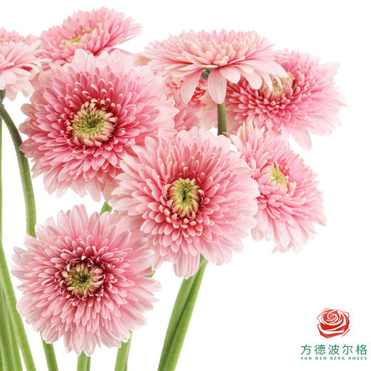 非洲菊 XS 重瓣蕾丝泡泡 10枝一扎 商品图1