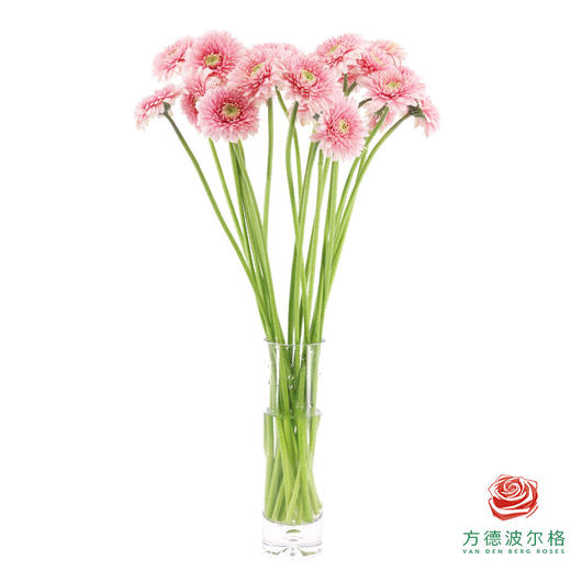 非洲菊 XS 重瓣蕾丝泡泡 10枝一扎 商品图4