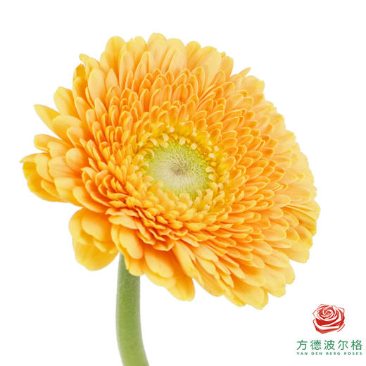 非洲菊 XS 重瓣蜜桃泡泡 10枝一扎 商品图3