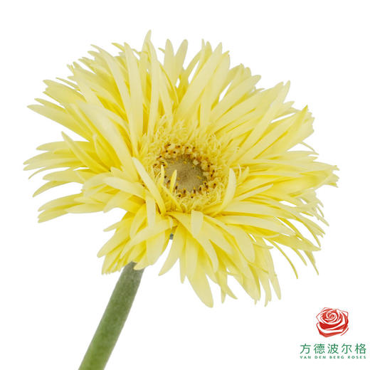 非洲菊 XS 爆炸头月光 10枝一扎 商品图3