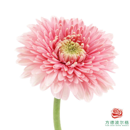 非洲菊 XS 重瓣蕾丝泡泡 10枝一扎 商品图3