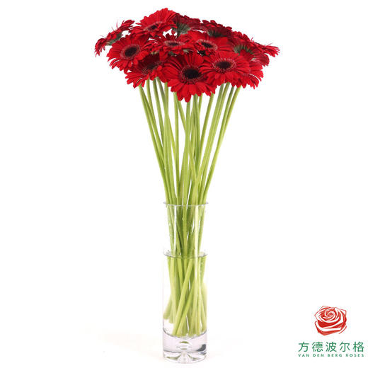 非洲菊 XS 阿拉蕾 10枝一扎 商品图4