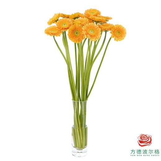 非洲菊 XS 重瓣蜜桃泡泡 10枝一扎 商品图4