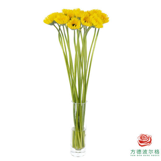 非洲菊 XS 爆炸头夏目 10枝一扎 商品图4