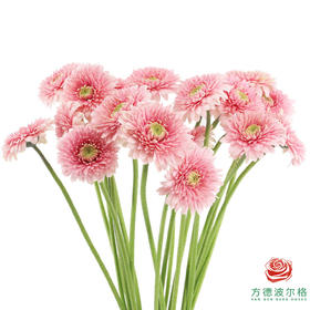 非洲菊 XS 重瓣蕾丝泡泡 10枝一扎