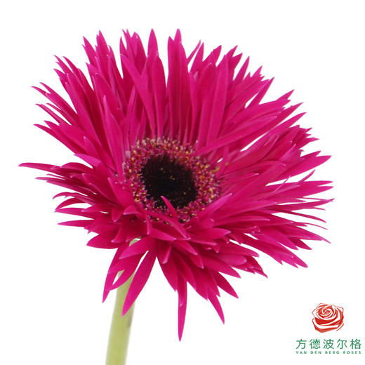 非洲菊 XS 爆炸头燃情 10枝一扎 商品图3