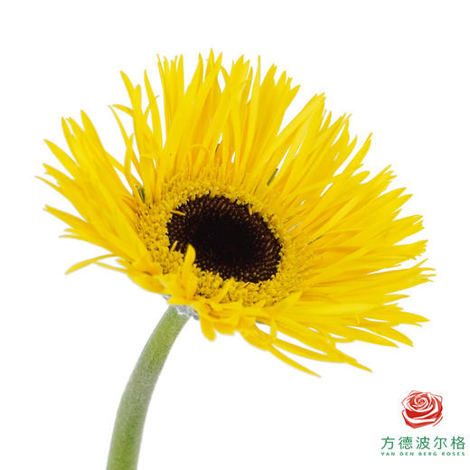 非洲菊 XS 爆炸头夏目 10枝一扎 商品图3