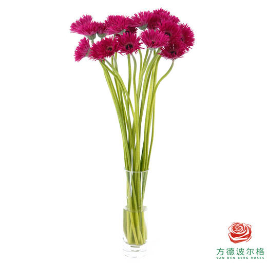 非洲菊 XS 爆炸头燃情 10枝一扎 商品图4