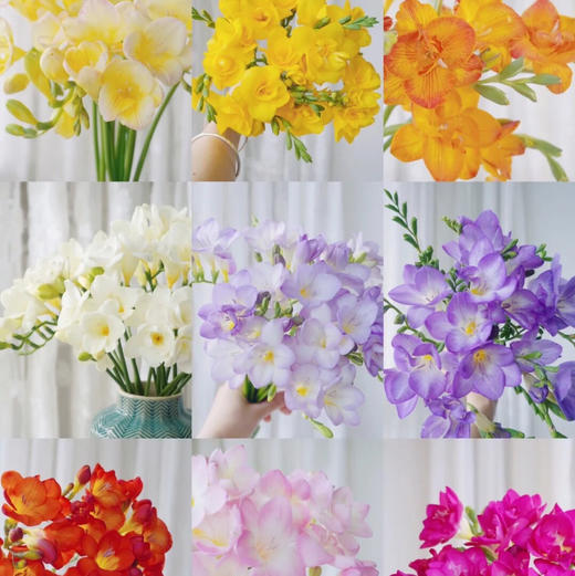 随机色--香雪兰10扎 商品图0