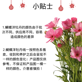 蝴蝶洋牡丹  油画