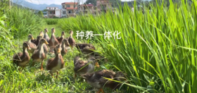 米这样子做会更加好吃？学费了