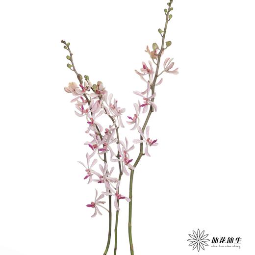 兰花 | 千代兰白大象兰 商品图1