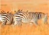 【肯尼亚18日】8月肯尼亚动物大迁徙深度创作之旅 商品缩略图0